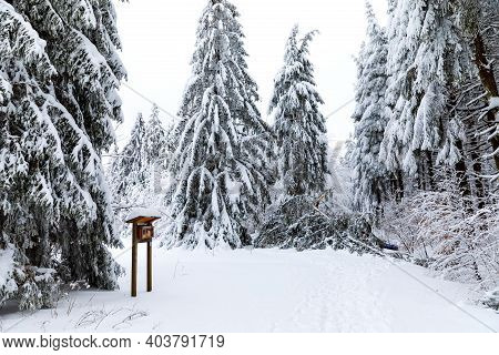 Pine Trees In Forest Covered With Snow On Frosty Evening. Beautiful Stunning Winter Panorama, Winter