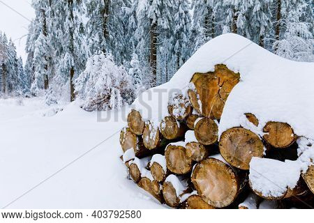 Pine Trees In Forest Covered With Snow On Frosty Evening. Beautiful Stunning Winter Panorama, Winter