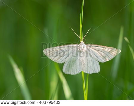 Moth Butterfly, Black-veined Moth (siona Lineata) On Green Grass Blade In Meadow