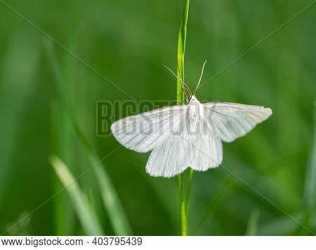 Moth Butterfly, Black-veined Moth (siona Lineata) On Green Grass Blade In Meadow