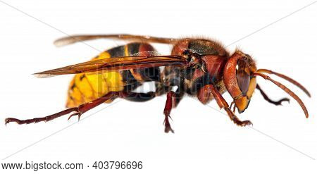 Detail Of European Hornet In Latin Vespa Crabro Isolated On White Background