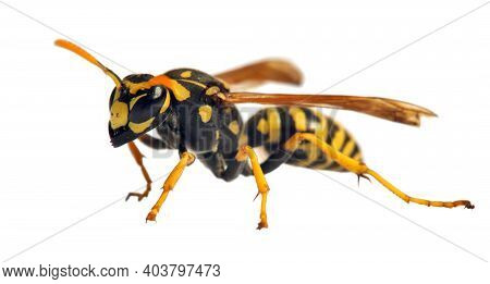 European Wasp German Wasp Or German Yellowjacket Isolateed On White Background In Latin Vespula Germ