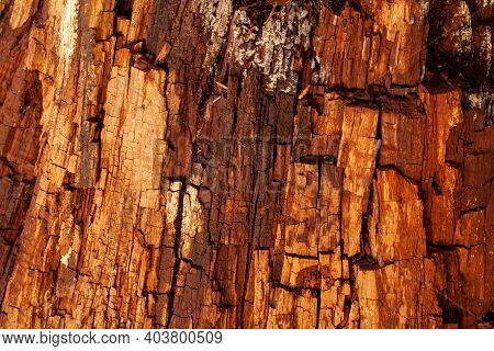 Old Tree Bark Texture In Decay. Natural Wood Pattern