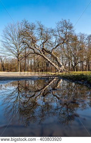 High Crooked Tree Reflected In Small Puddle On Path