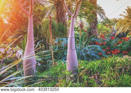 Tropical Rainforest At Sunset Light. Ein Gedi Kibbutz, Israel