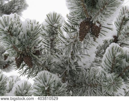 Mature Cone On Branch Of Blue Fir-tree Blue, Green, White, Colorado Blue Spruce, Picea Pungens Cover
