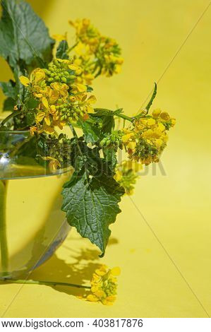 Sinapis Arvensis, Mustard Spring Yellow Blossom Against In A Glass Vase With Water Drops. Bouquet Of