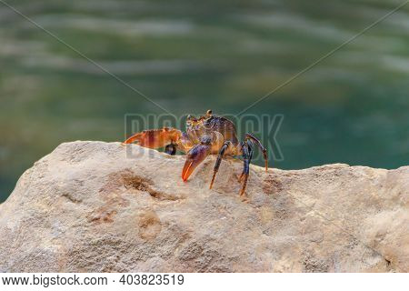 Freshwater River Crab (potamon Ibericum) On Stone Near A Mountain River