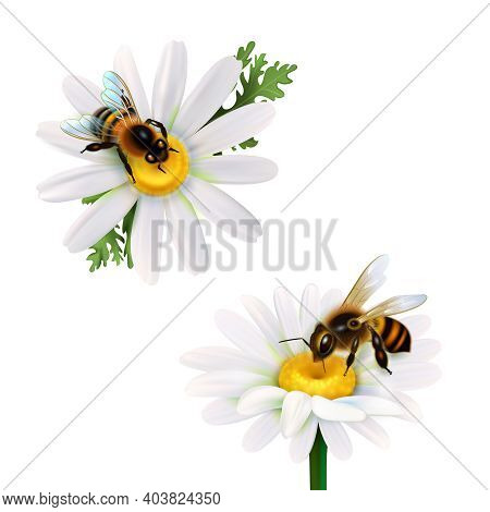 Two Honey Bees Collecting Nectar From Daisy Flowers Realistic Icons Set On White Background Isolated