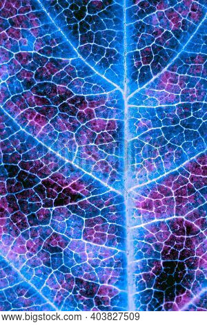 A Leaf Of A Tree Close Up. Dark Catchy Vertical Background Or Wallpaper. Mosaic Blue And Violet Patt