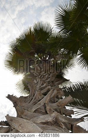 Tropical Palm Plant With Photo View From Below In Garden Of A Square With Sky And Clouds In The Back