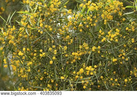 A Close Up Of Acacia Confusa At Nature Back Ground