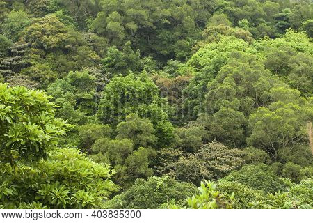 Acacia Confusa At The Hill, Nature Back Ground