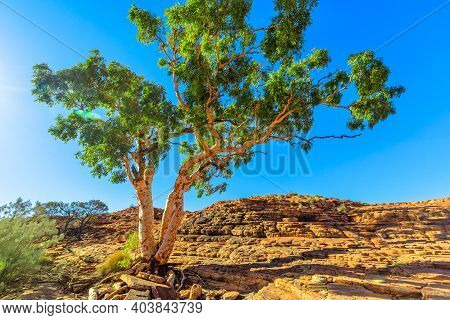 Gum Tree Alone In Bush Vegetation On Summit Of Arid Kings Canyon In Watarrka National Park, Central 