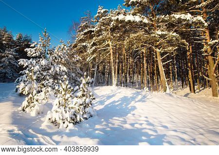 Snow Curonian Spit Dunes In January Winter Sunny Day. Blue Sky And Sea, Forest Evergreen Trees In Sn