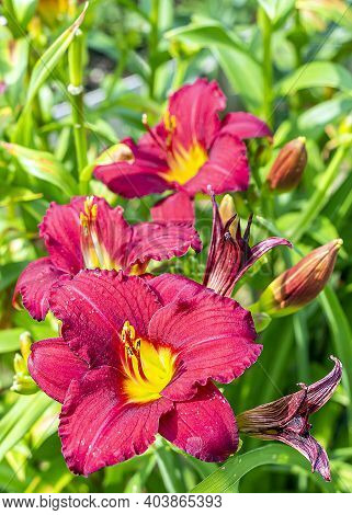 Daylily (hemerocallis) Is Genus Of Plants Of Subfamily Daylily Family Asphodelaceae. Red Blooming Fl