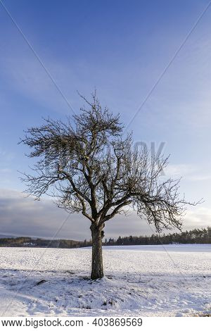 Tree In Winter Landscape In Germany, Hesse, Idstein