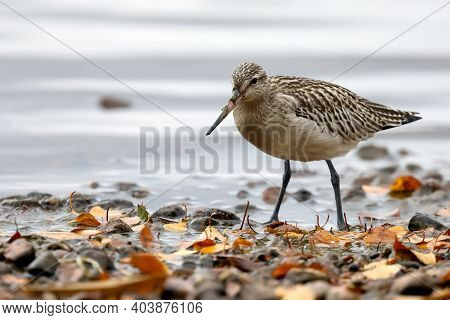 A Long-legged Wading Bird By The Lake