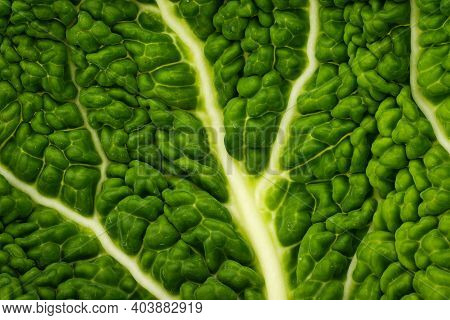 Gabbage Leaf Close Up, Studio Shot Of Green Vegetable