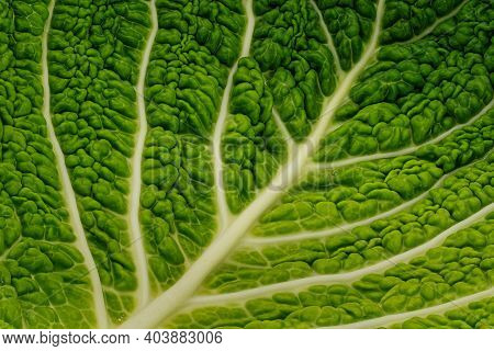 Gabbage Leaf Close Up, Studio Shot Of Green Vegetable