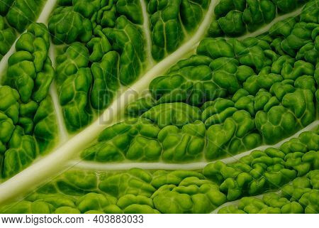 Gabbage Leaf Close Up, Studio Shot Of Green Vegetable