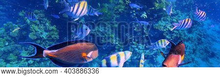 Arabian Sohal Surgeon Fish In The Natural Environment. Underwater Colorful Fishes At Coral Reef At R