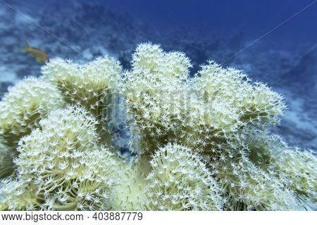 Colorful Coral Reef At The Bottom Of Tropical Sea, Pulsating Xenid Coral, Underwater Landscape