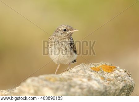 Close Up Of A Juvenile Pied Wheatear (oenanthe Pleschanka), Bulgaria.