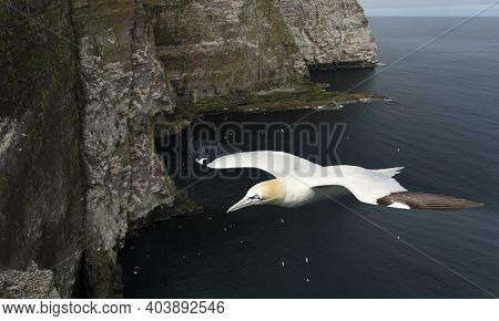 Close Up Of A Northern Gannet (morus Bassana) In Flight Against Coastal Cliffs In Noss Island, Uk.