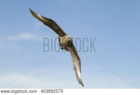 Close Up Of A Great Skua (stercorarius Skua) In Flight, Shetland Islands, Uk.