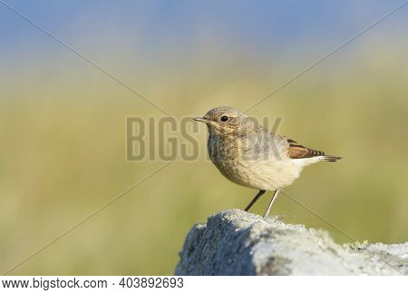 Close Up Of A Juvenile Northern Wheatear (oenanthe Oenanthe) Perched On A Rock Against Green Backgro