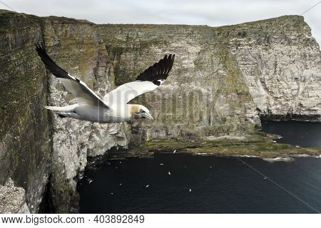 Close Up Of A Northern Gannet (morus Bassana) In Flight Against Coastal Cliffs In Noss Island, Uk.