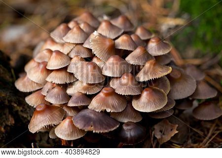 Mycena Mushrooms Grow In Clusters On Rotting Wood. Close-up View.