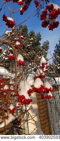 Photo With Bunch Of Red Viburnum With Drops Of Melted Snow