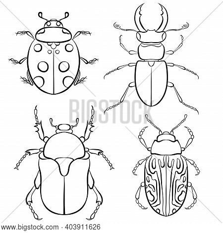 Vector Illustration With Insect Beetles. Set In Line Art Style Isolated On White Background. Ladybir