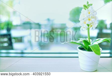 Vintage Style Image, Ornamental Plant On White Glass Pot With Copy Space.
