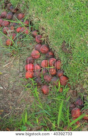 Betel palm oude