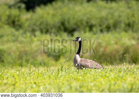 Canadian Goose In A Field