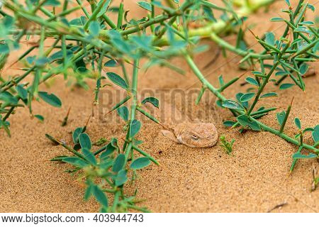 Spotted Toad-headed Agama Buried Hiding In Steppe Sand.