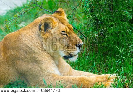 Portrait Of A Female Lion Starring Rest In Grass