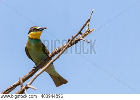 European Bee Eater, Merops Apiaster. Common Bee-eater Bird On Branch.