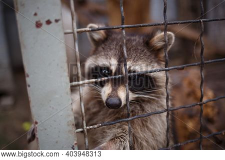 Cute Little Raccoon Pulls Its Paw Out Of The Cage