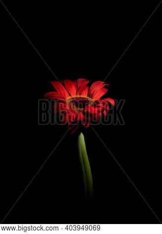 A Red Gerbera Flower In Dark Wallpaper