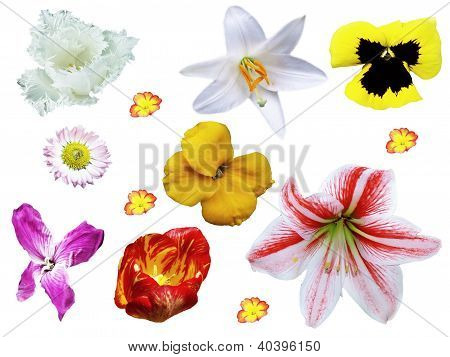 Mezcla de flores