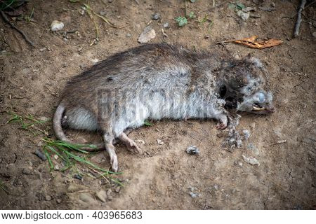 A Dead Rat On The Ground Decomposing.