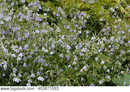 Lilyleaf Ladybell - Latin Name - Adenophora Liliifolia
