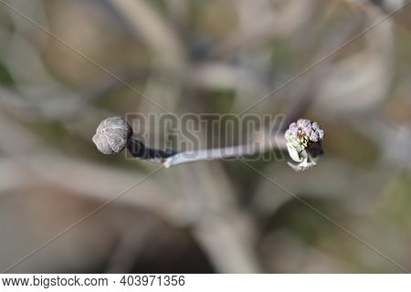 Flowering Dogwood Cherokee Chie Leaves - Latin Name - Cornus Florida Cherokee Chief