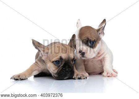 french bulldog dog is listening to what his friend is wispering to his ear on white background