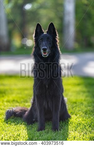 Autumn Portrait Of Black Groenendael Dog With Orange Background. Working Agility Belgian Shepherd Gr