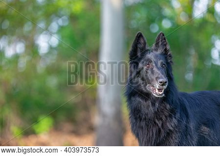 Autumn Portrait Of Black Groenendael Dog With Orange Background. Working Agility Belgian Shepherd Gr